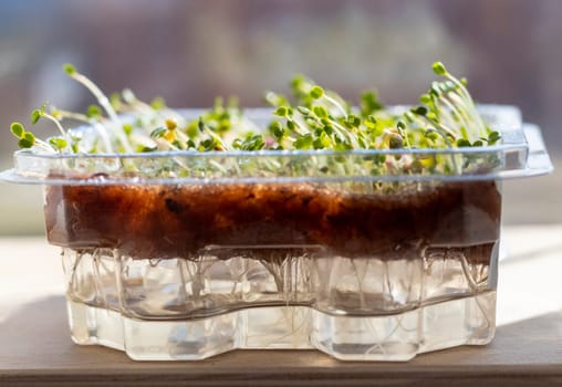 Freshly sprouted shoots of micro greens in the plastic container on the jute mat