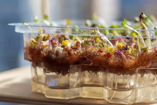 Freshly sprouted shoots of micro greens in the plastic container on the jute mat