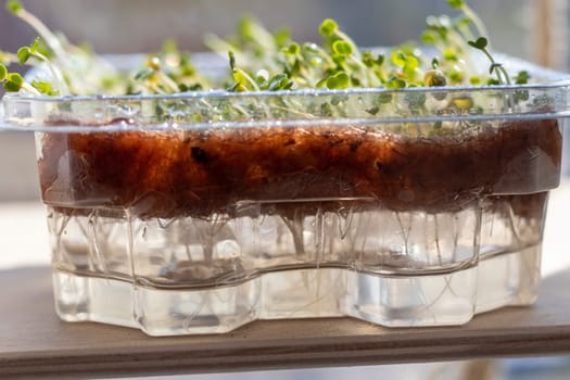 Freshly sprouted shoots of micro greens in the plastic container on the jute mat