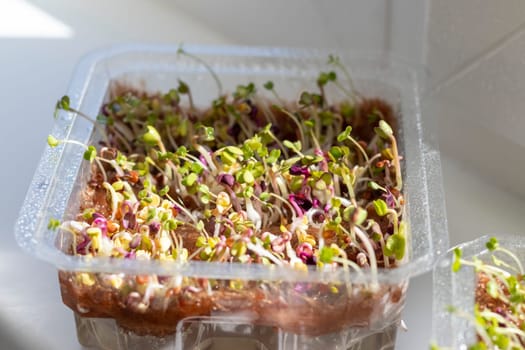 Freshly sprouted shoots of micro greens in the plastic container on the jute mat