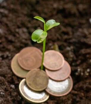 Just sprouted trough the different metal coins green shoot
