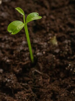 Just sprouted green shoot on the dark soil