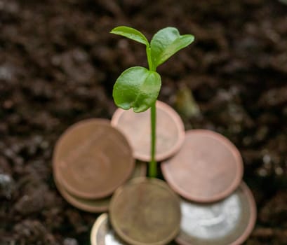 Just sprouted trough the different metal coins green shoot