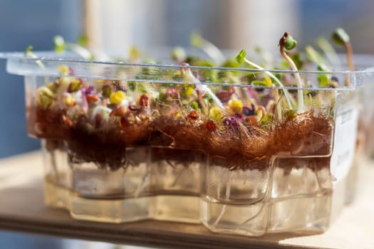 Freshly sprouted shoots of micro greens in the plastic container on the jute mat