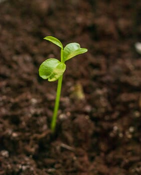 Just sprouted green shoot on the dark soil