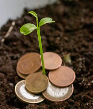 Just sprouted trough the different metal coins green shoot