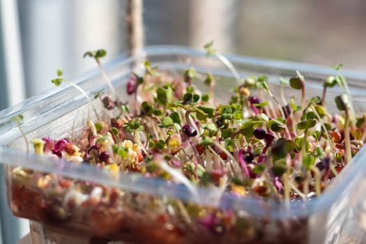 Freshly sprouted shoots of micro greens in the plastic container on the jute mat