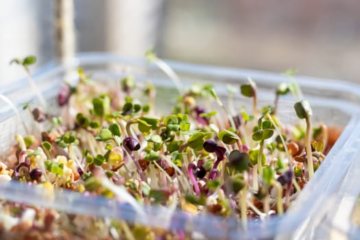 Freshly sprouted shoots of micro greens in the plastic container on the jute mat