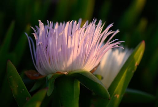 A stunning purple flower stands tall among green foliage, catching the last rays of sunlight. Its intricate petals create a beautiful display, showcasing nature's artistry at dusk.