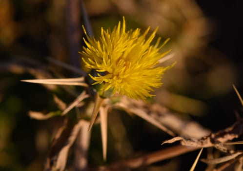 A vibrant yellow wildflower stands tall amidst sharp thorns and dry foliage, glowing warmly under the golden hues of a sunset sky, showcasing nature's resilience and beauty.