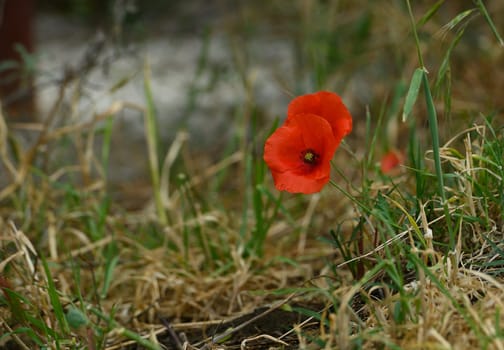 Bright red poppies rise elegantly from the golden grasses of a serene meadow. Sunlight filters through, illuminating their delicate petals and highlighting nature's beauty in the warm afternoon.