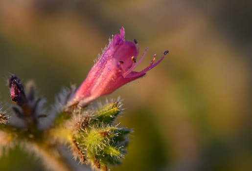 Vibrant pink flower showcases intricate details as morning light filters through, illuminating its elegant petals. Surrounding green foliage adds a natural backdrop, enhancing its beauty.