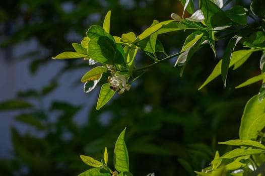 Sunlight filters through lush green leaves, illuminating the delicate white flowers nestled among them.