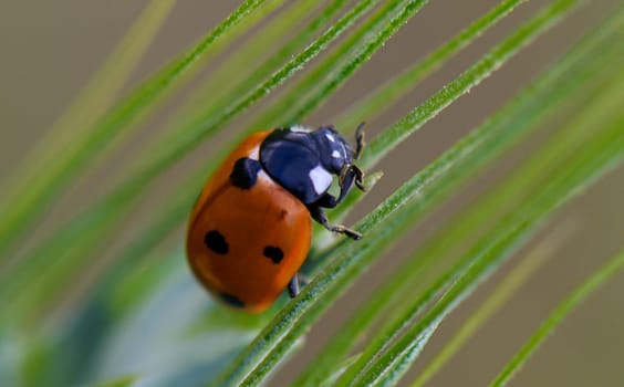 A vibrant ladybug with striking red and black spots navigates through lush green grass, basking in warm sunlight. Nature's intricate details come to life.