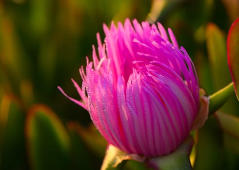 A stunning pink flower opens gracefully in the warm glow of sunset, its intricate petals glistening with dew. Surrounding greenery enhances the captivating scene, inviting admiration.