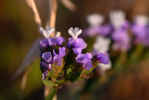 A cluster of purple and white wildflowers stands proudly, basking in the warm afternoon light. The scene captures the delicate beauty and tranquility of nature, inviting calmness and reflection.
