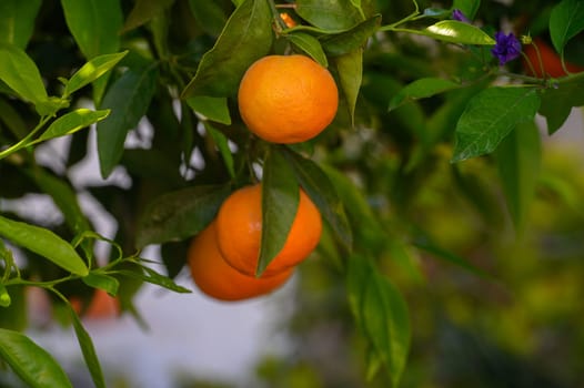 Bright orange oranges dangle from verdant branches, showcasing their inviting color against the backdrop of rich green foliage. Sunlight filters through leaves, casting a warm glow.