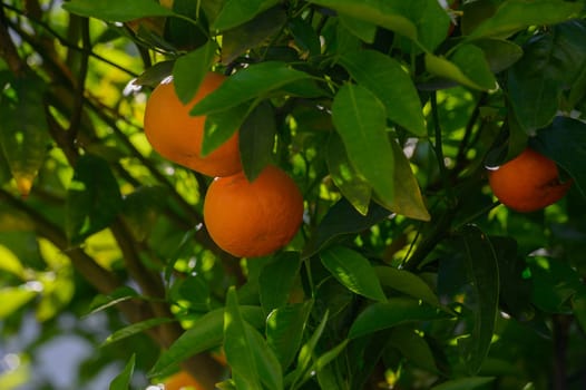 Golden oranges dangle enticingly from verdant foliage, illuminated by warm sunlight filtering through leaves. A peaceful moment capturing nature's abundance in a thriving orchard.