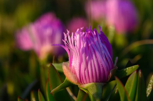 Delicate pink flowers burst forth among lush green leaves, glistening with dew. Sunlight bathes the garden in warmth, creating a serene atmosphere in the early morning.