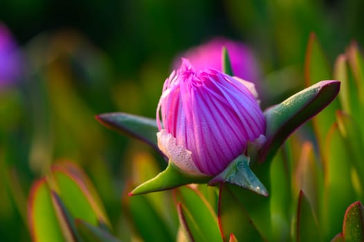 Delicate pink petals unfurl as sunlight bathes the garden, illuminating vibrant greenery. The tranquility of early morning enhances the beauty of this budding flower, inviting a sense of peace.