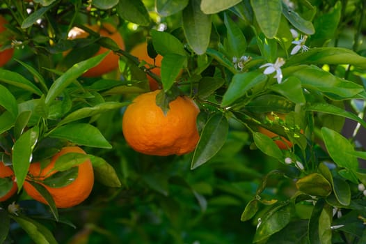 Juicy oranges dangle from a leafy branch, their bright color contrasting beautifully with the surrounding verdant foliage in a peaceful garden setting, basking in sunlight.