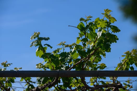 Vibrant green leaves of grapevines clamber over trellises, reaching toward a clear blue sky. The lush vineyard thrives in the warm midday sun, showcasing nature's beauty.