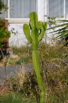 A slender cactus reaches upward under the sun, showcasing its vibrant green color against a backdrop of dry grasses and a quaint house. Nature thrives in this serene urban space.