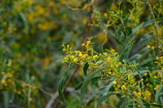 A vibrant display of yellow flowers flourishes among rich, green foliage. Sunlight filters through the leaves, creating a warm atmosphere in this serene spring garden.
