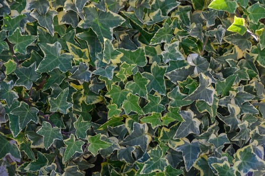 A dense collection of ivy leaves fills the frame, showcasing a rich blend of green hues with striking variegation. These plants thrive in a peaceful garden environment, basking in the warm sunlight.