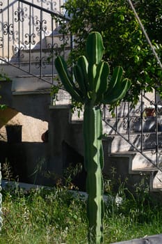 A towering cactus with multiple arms rises gracefully in a verdant garden, adjacent to an ornate stairway that adds charm to the landscape, all illuminated by warm sunlight.