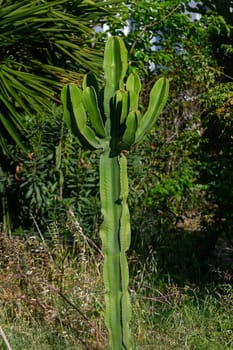 In a vibrant garden bathed in sunlight, a tall and striking cactus reaches for the sky. Surrounded by diverse greenery, the scene depicts nature's beauty and resilience, inviting admiration.