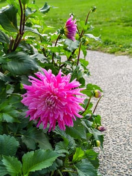 Chrysanthemum flowers. Red chrysanthemum flowers on green leaves background.