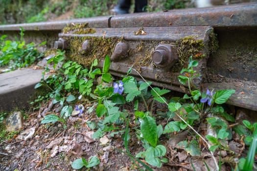 Rusty railroad tracks overgrown with green plants and purple flowers. A person's leg and foot are visible in the background.
