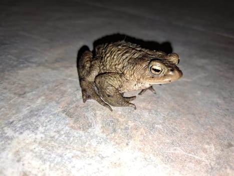 Erdkröte (Bufo bufo) überquert die Terrasse zum nahegelgenen Gartenteich zum laichen