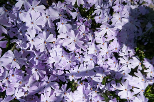 Polster-Phlox (Phlox subulata), auch Polsterphlox oder Teppich-Phlox, lila Kultivar im Blumenbeet