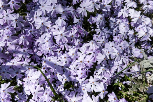 Polster-Phlox (Phlox subulata), auch Polsterphlox oder Teppich-Phlox, lila Kultivar im Blumenbeet