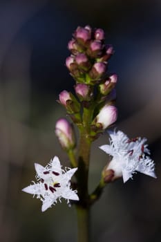 Blüten des Fieberklee (Menyanthes trifoliata) im Gartenteich