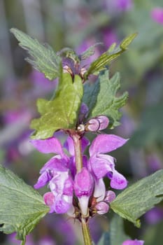Gefleckte Taubnessel (Lamium maculatum) - Blütenstand