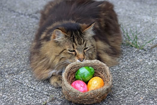 A Norwegian Forest Cat guards an Easter nest with colorful eggs