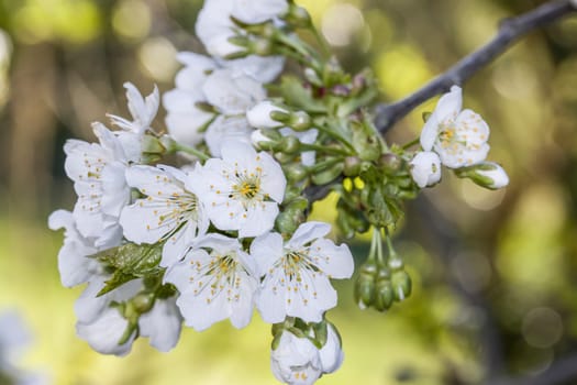Nahaufnahme von weissen Kirschblüten
