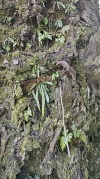 image of the wild species vegetation that sprout out from the tree bark.