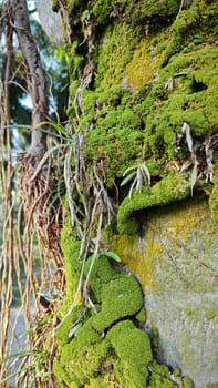 image of the wild species vegetation that sprout out from the tree bark.