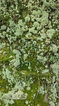 image of the wild species vegetation that sprout out from the tree bark.