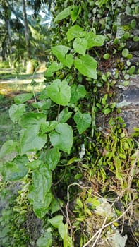 image of the wild species vegetation that sprout out from the tree bark.