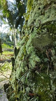 image of the wild species vegetation that sprout out from the tree bark.