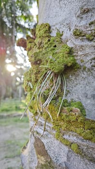 image of the wild species vegetation that sprout out from the tree bark.