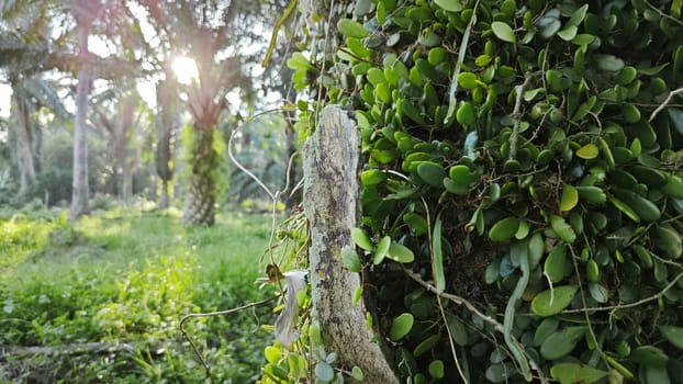 image of the wild species vegetation that sprout out from the tree bark.