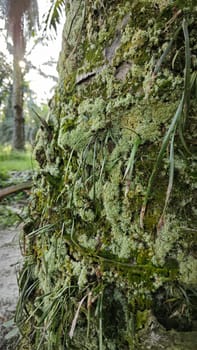 image of the wild species vegetation that sprout out from the tree bark.