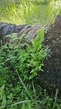 image of the wild species vegetation that sprout out from the tree bark.