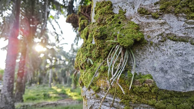 image of the wild species vegetation that sprout out from the tree bark.